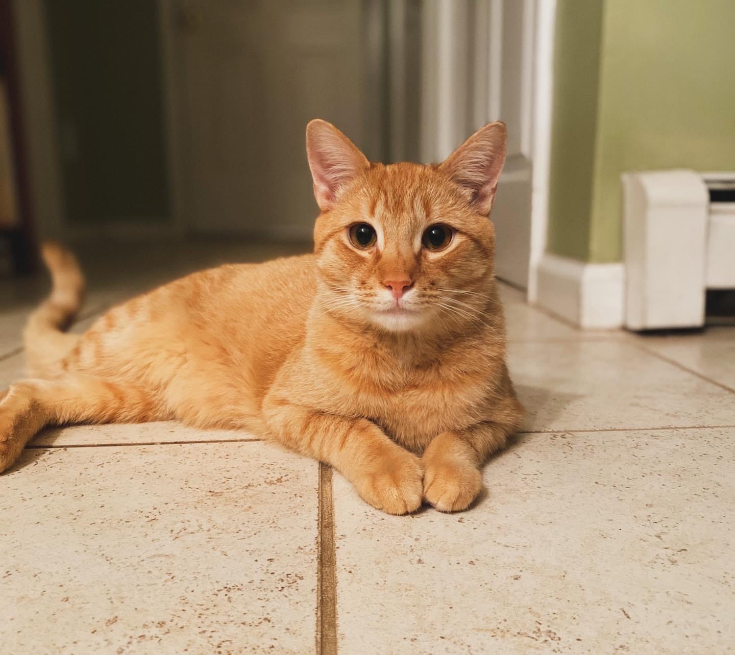 orange cat laying down